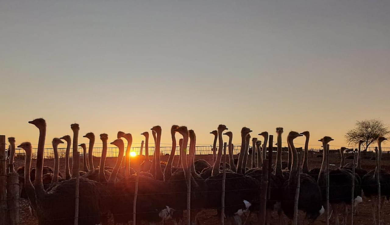 Pureplaas Self Catering Volmoed Oudtshoorn Klein Karoo Lägenhet Exteriör bild