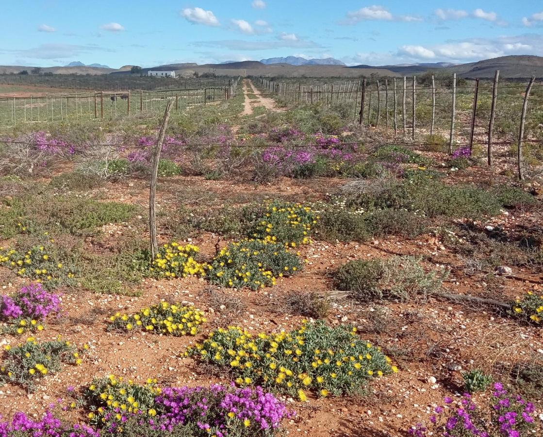 Pureplaas Self Catering Volmoed Oudtshoorn Klein Karoo Lägenhet Exteriör bild