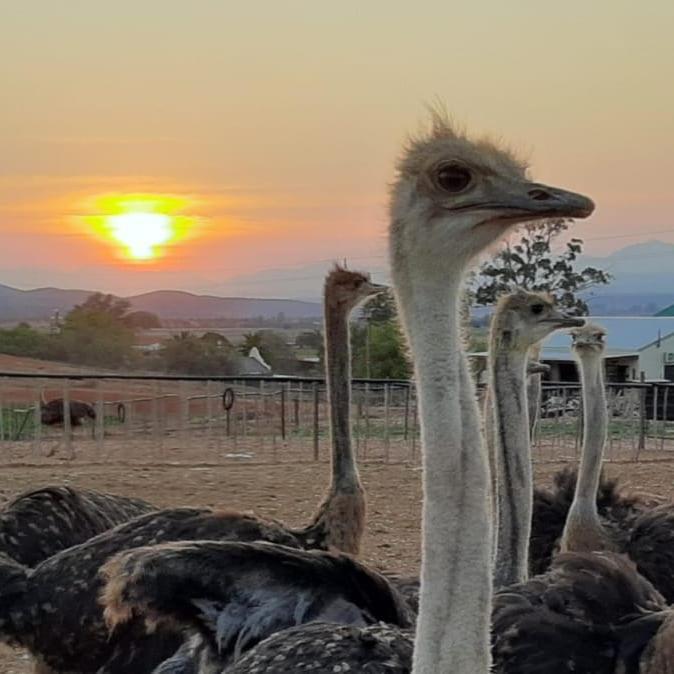 Pureplaas Self Catering Volmoed Oudtshoorn Klein Karoo Lägenhet Exteriör bild