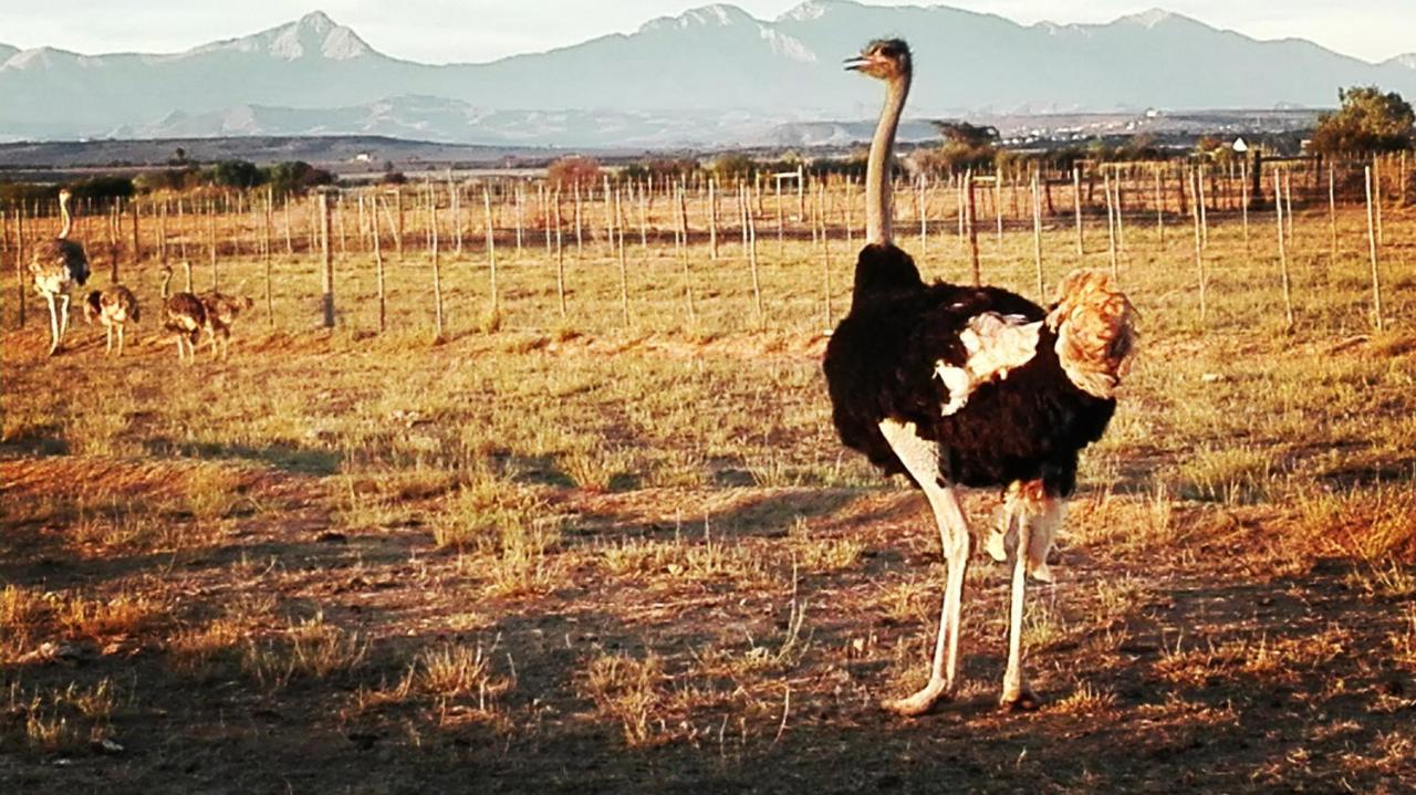 Pureplaas Self Catering Volmoed Oudtshoorn Klein Karoo Lägenhet Exteriör bild
